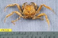 藏品(顆粒擬關公蟹)的圖片